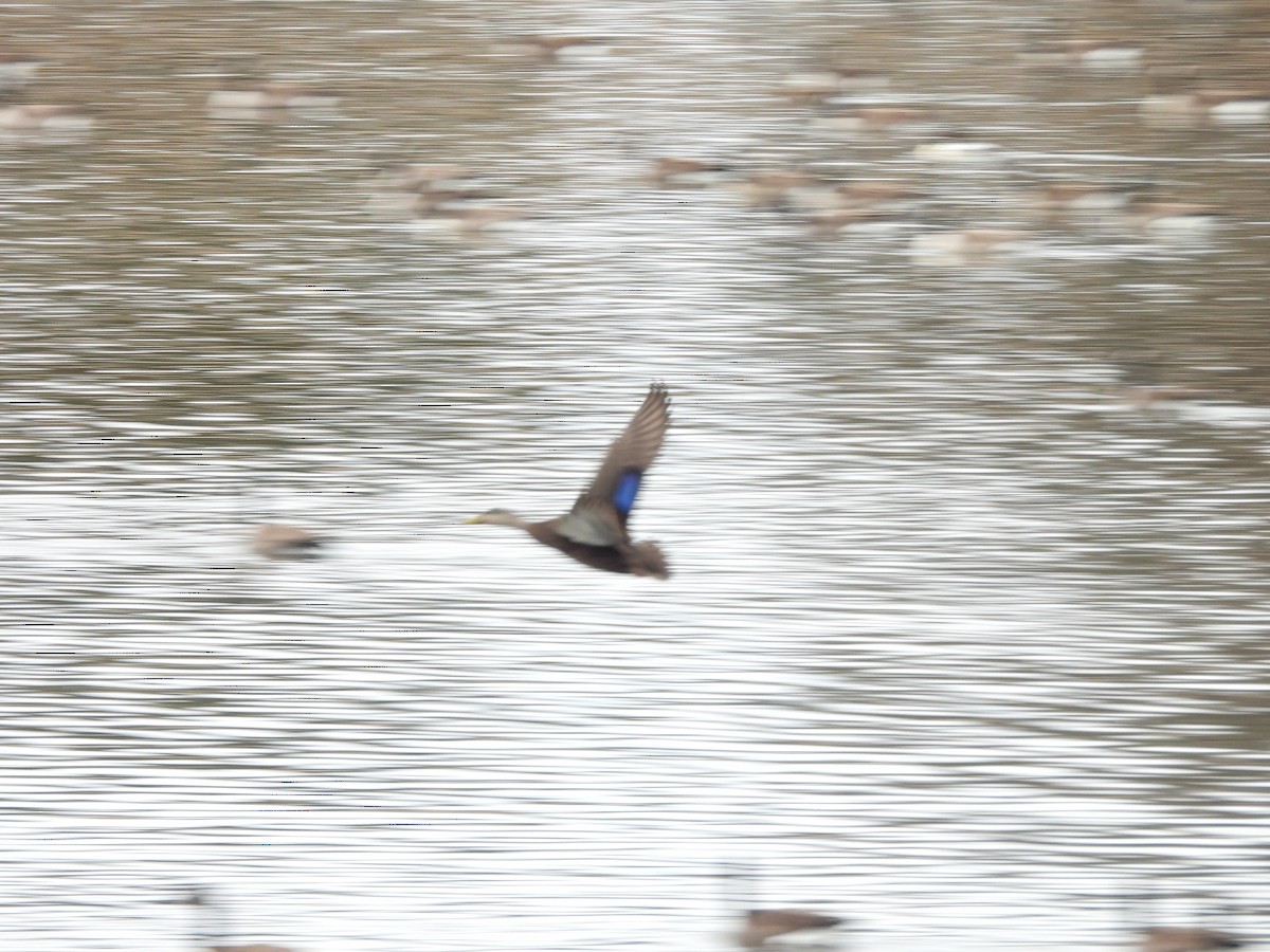 kachna tmavá - ML645854093