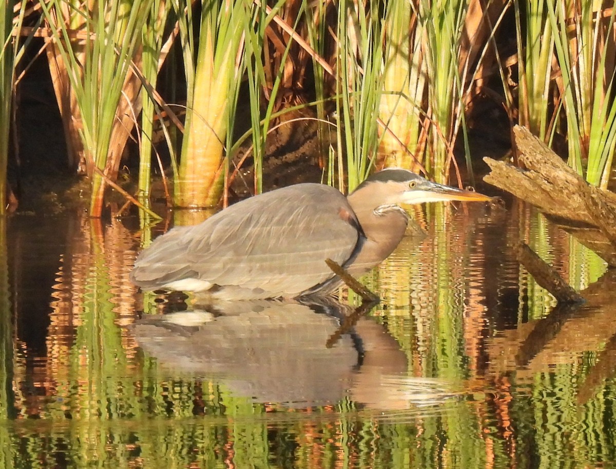 volavka velká - ML645854094