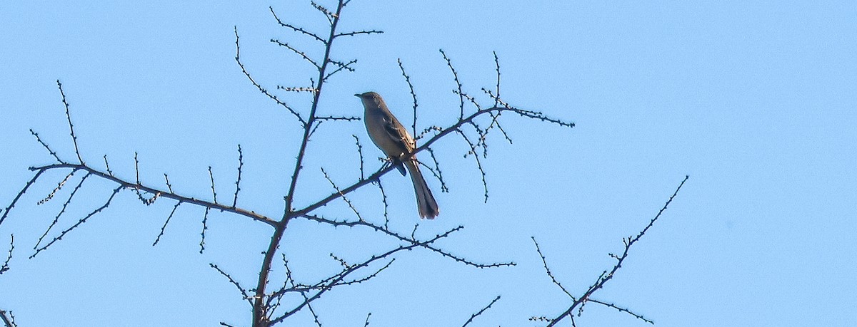 drozdec mnohohlasý - ML645854095