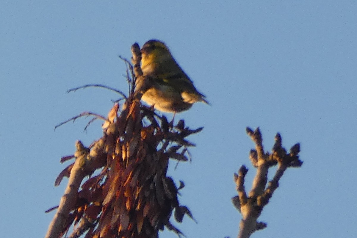 čížek lesní - ML645854096