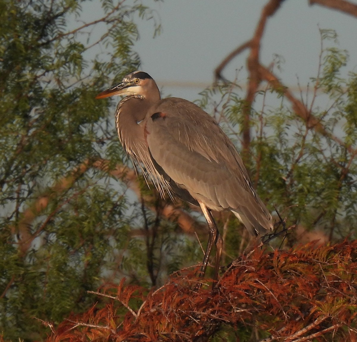 volavka velká - ML645854097