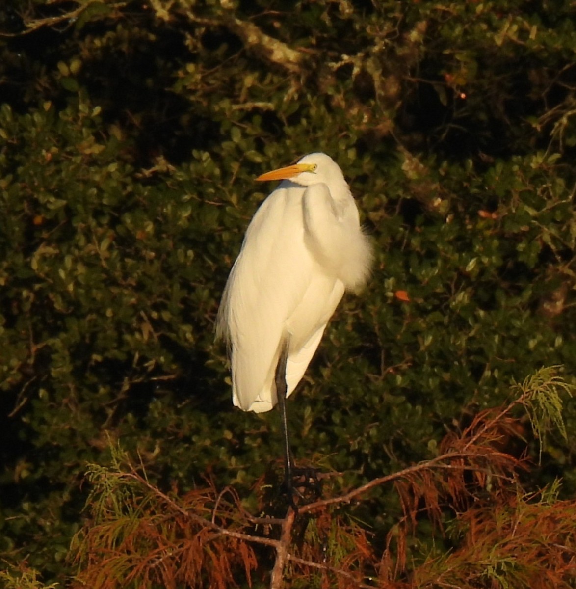 volavka bílá - ML645854099