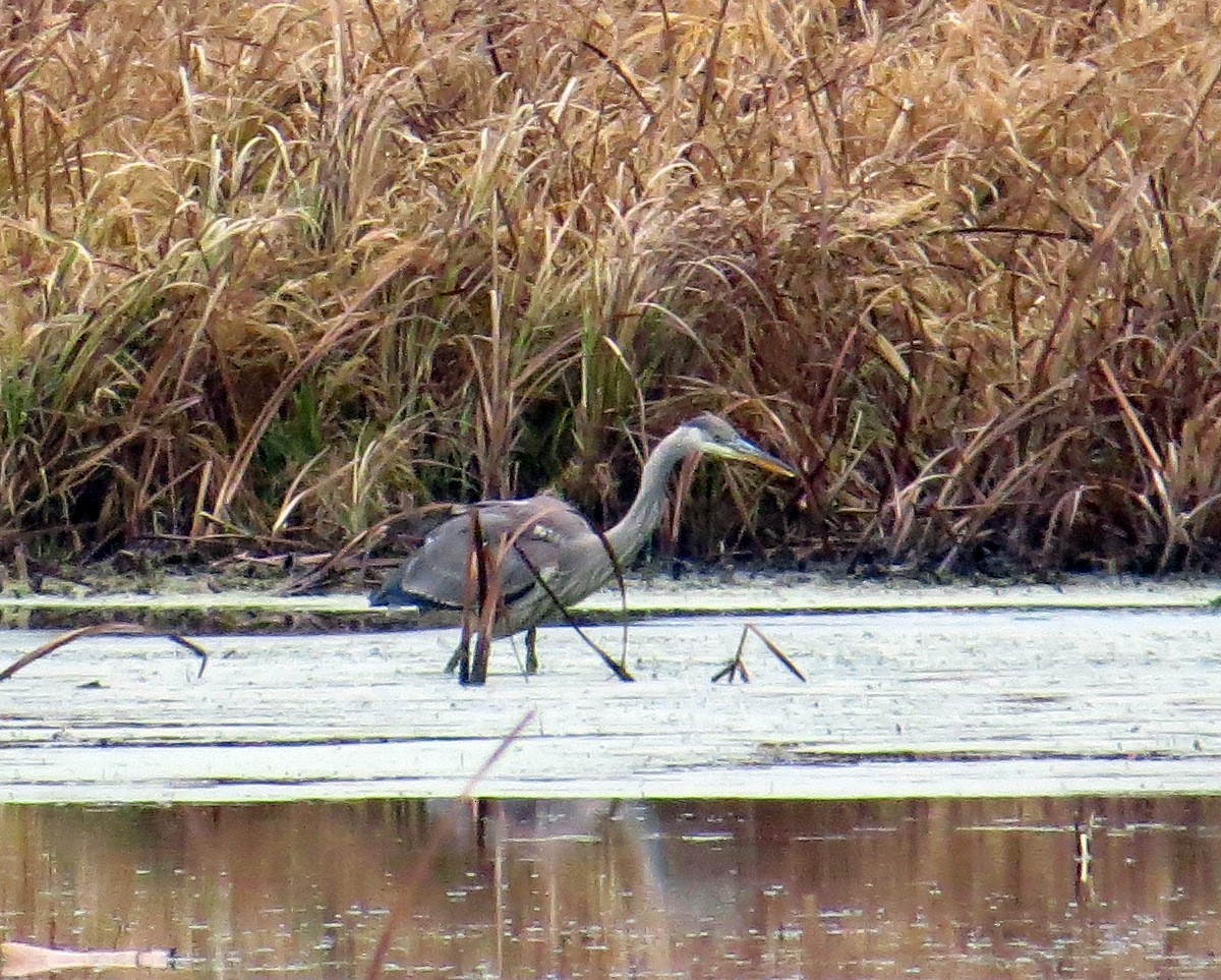 Great Blue Heron (Great Blue) - ML645854100