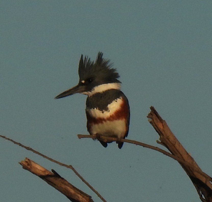 rybařík pruhoprsý - ML645854102