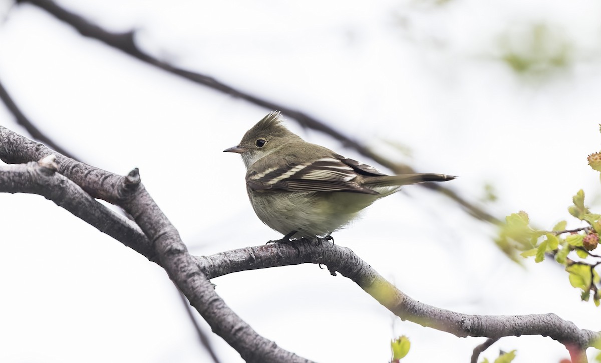 White-crested Elaenia (Chilean) - ML645854103