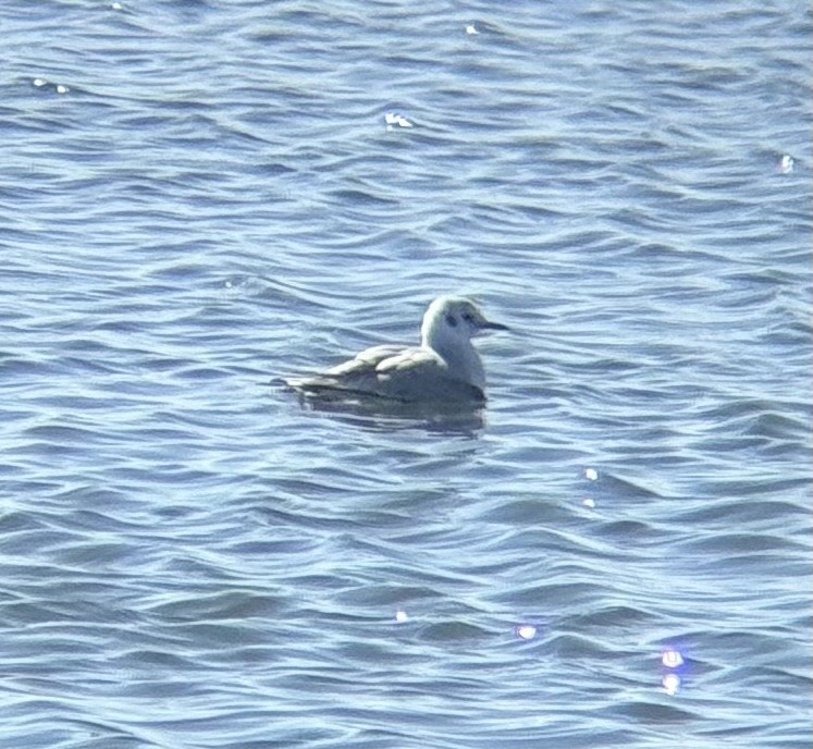 racek Bonapartův - ML645854108