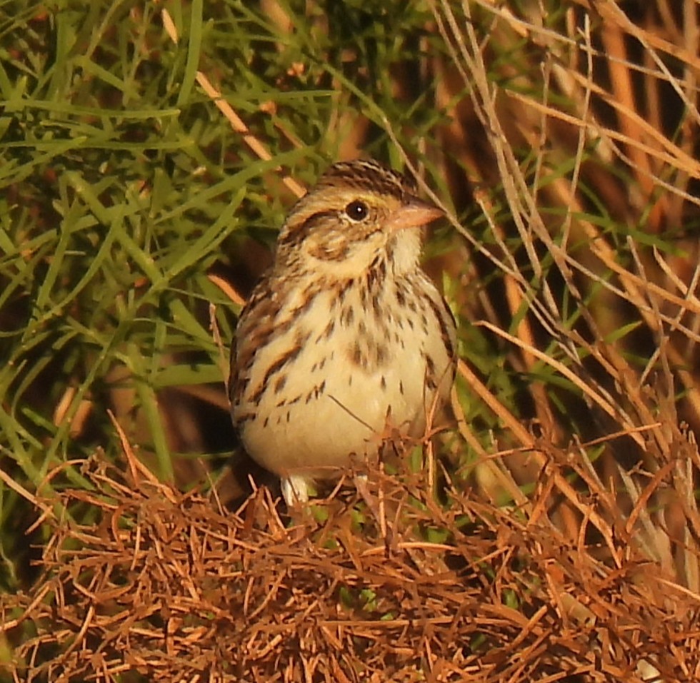 strnadec luční - ML645854110
