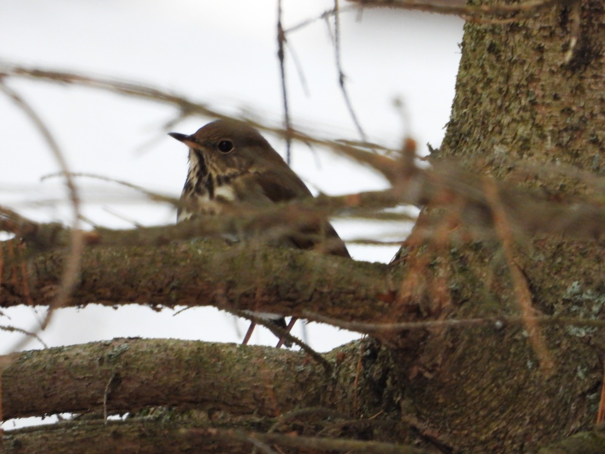 drozd rezavoocasý - ML645854111