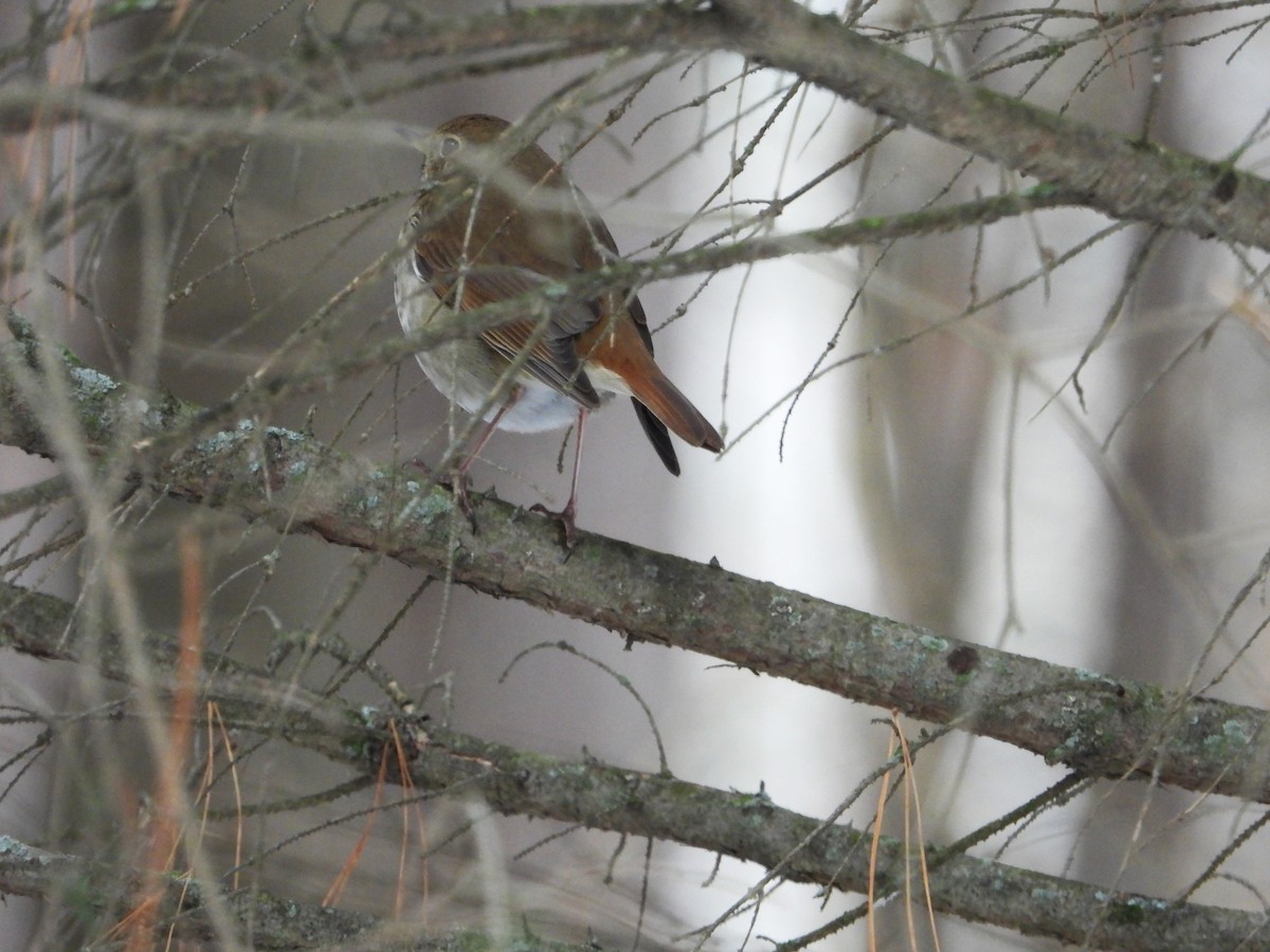 drozd rezavoocasý - ML645854112