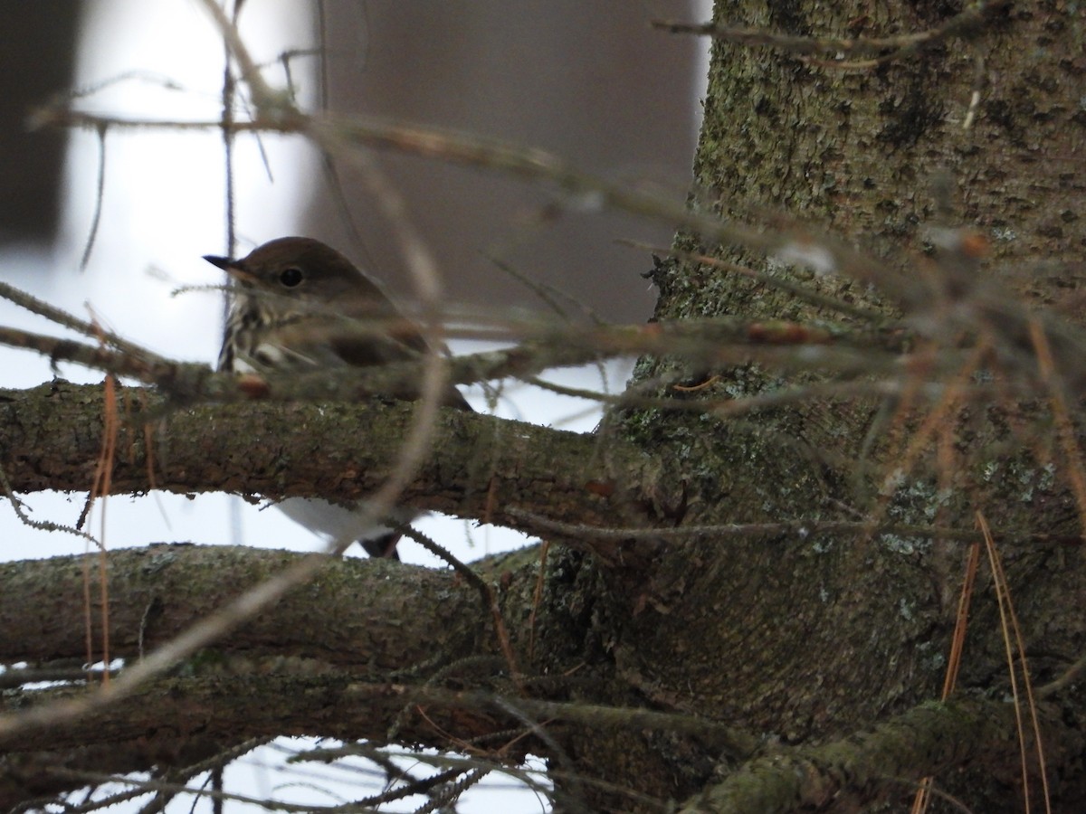 drozd rezavoocasý - ML645854113