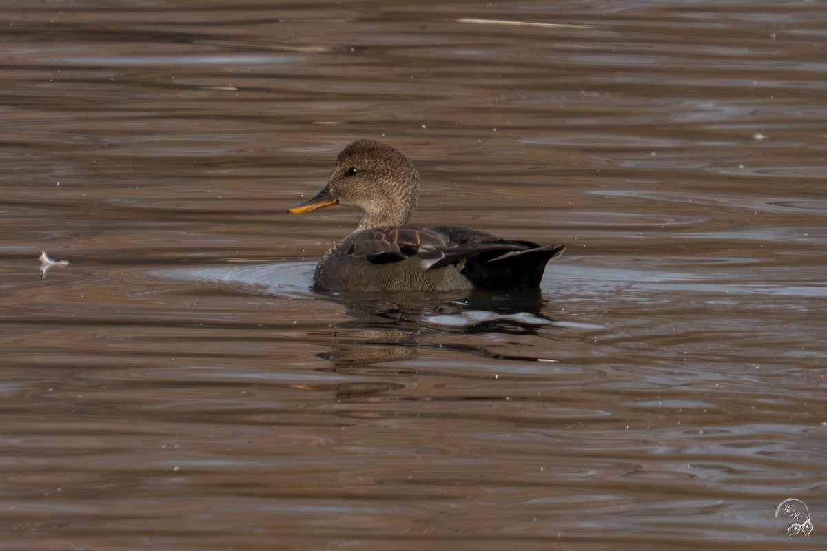 kopřivka obecná - ML645854114