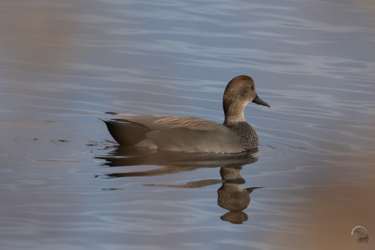 kopřivka obecná - ML645854115