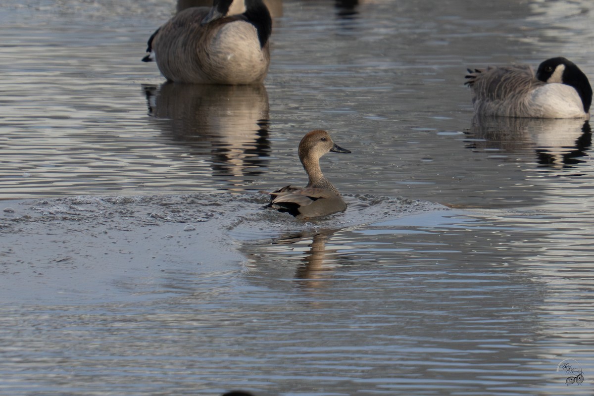 kopřivka obecná - ML645854116