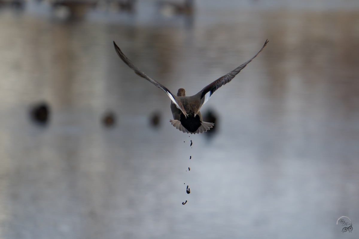 kopřivka obecná - ML645854117