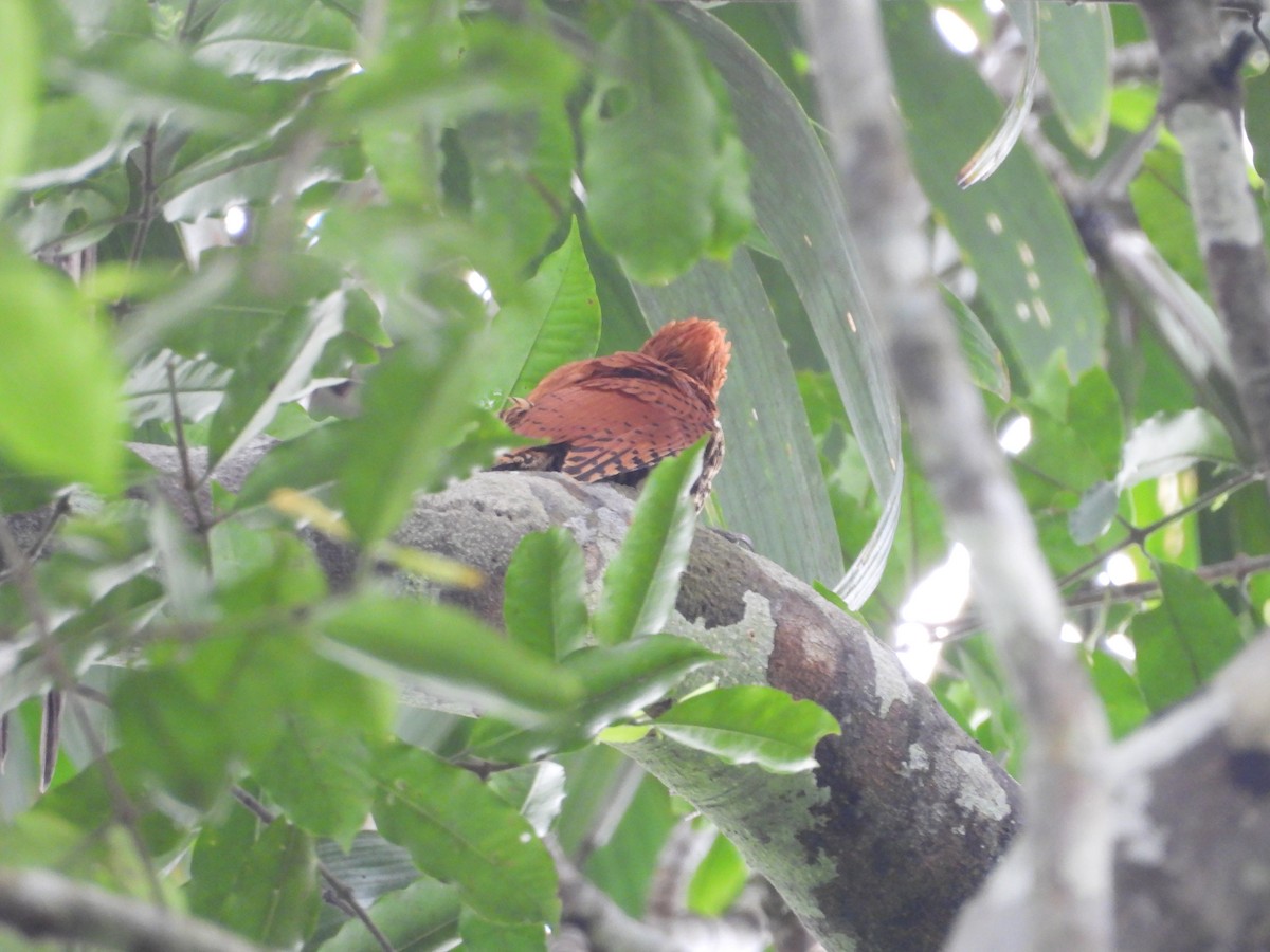 datel skořicový - ML645854118