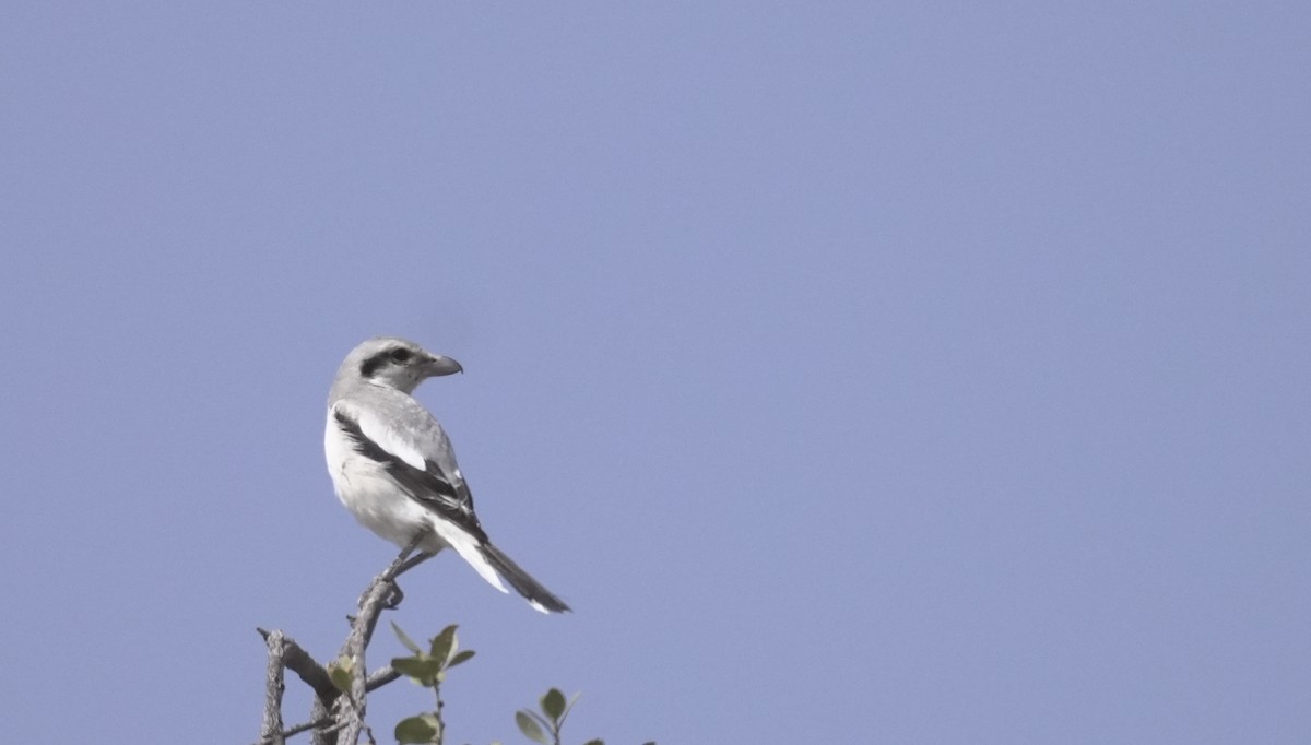 ťuhýk šedý (ssp. pallidirostris) - ML645854119