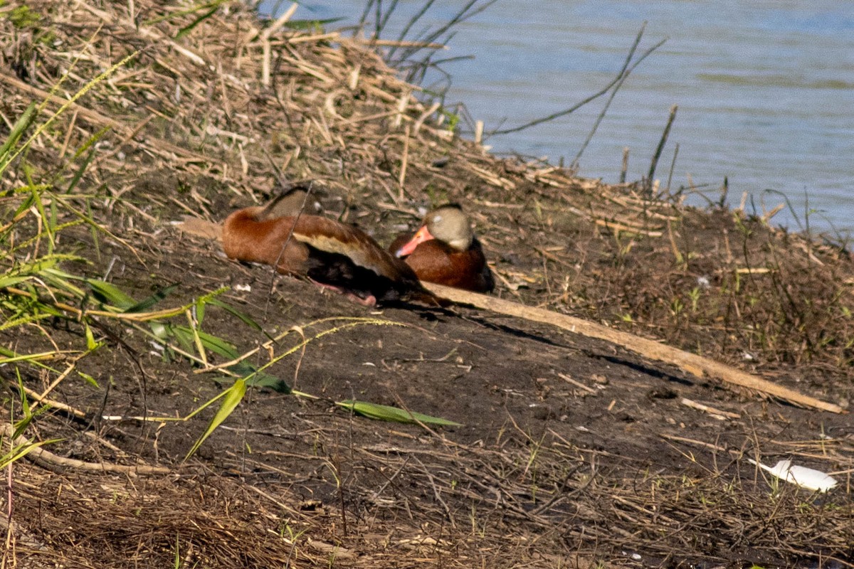 husička černobřichá - ML645854120