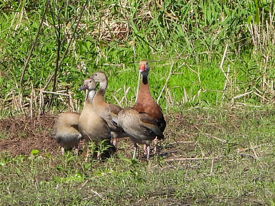 husička černobřichá - ML645854122