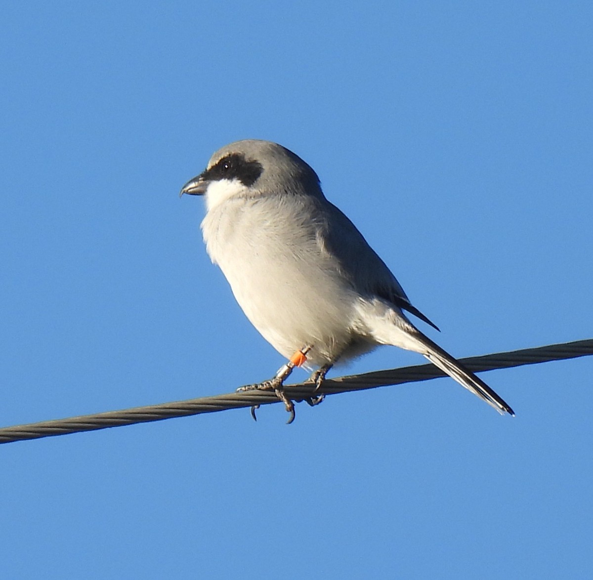 ťuhýk americký - ML645854123