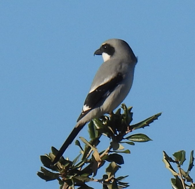 ťuhýk americký - ML645854127