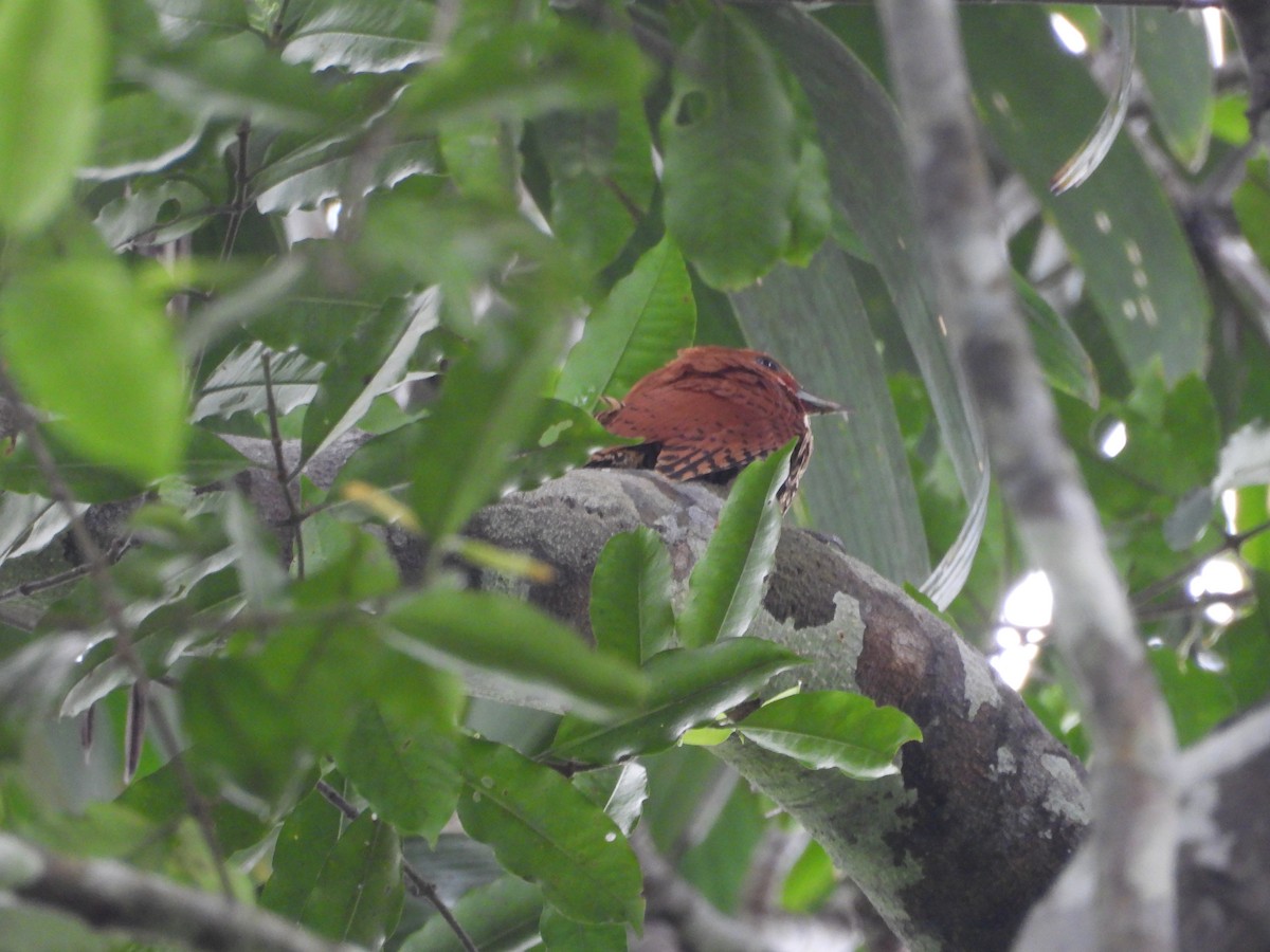 datel skořicový - ML645854128