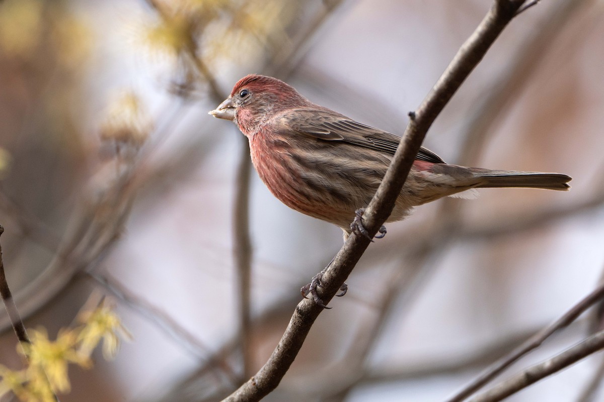 hýl rudoprsý - ML645854129