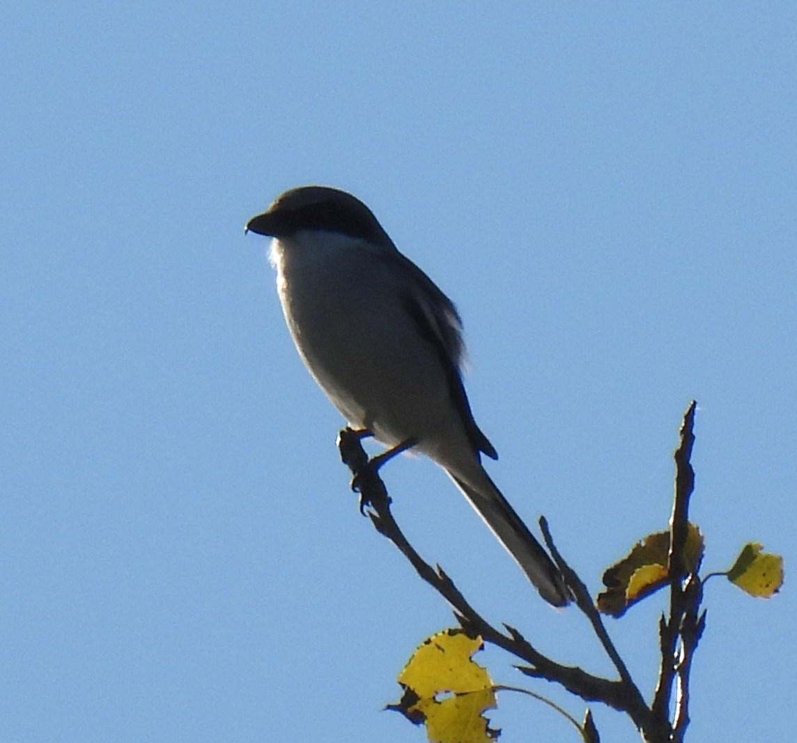 ťuhýk americký - ML645854132