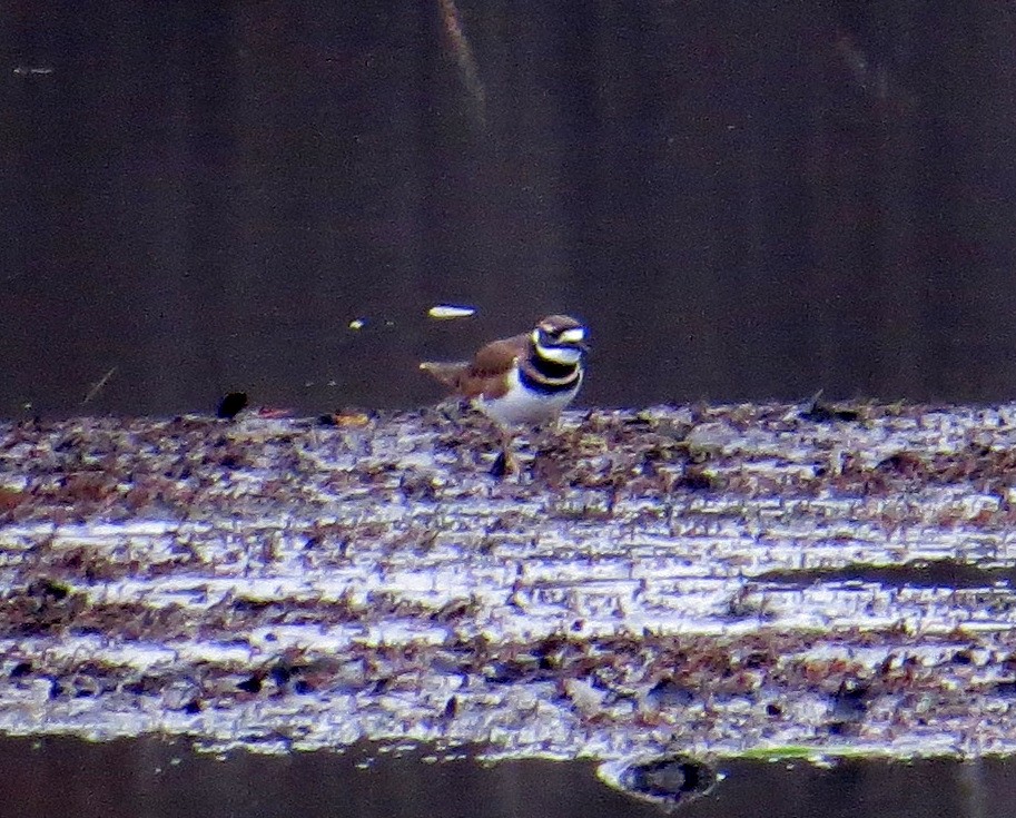 Killdeer - ML645854133