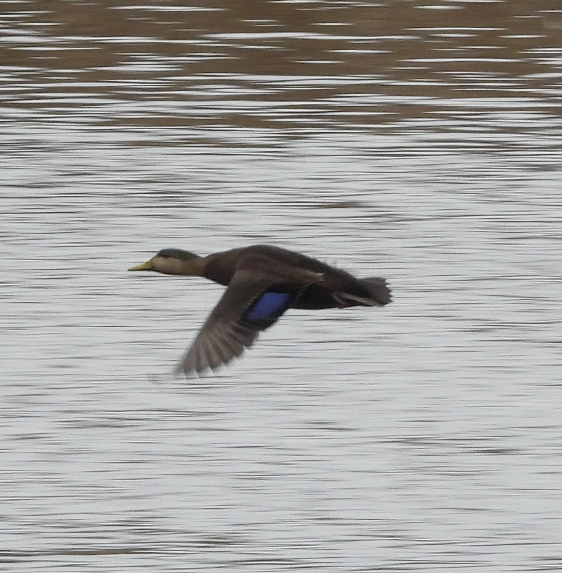 kachna tmavá - ML645854134