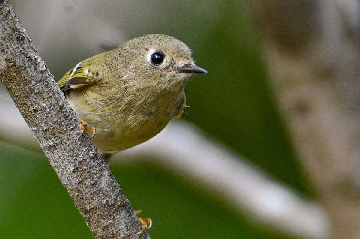 králíček americký - ML645854137