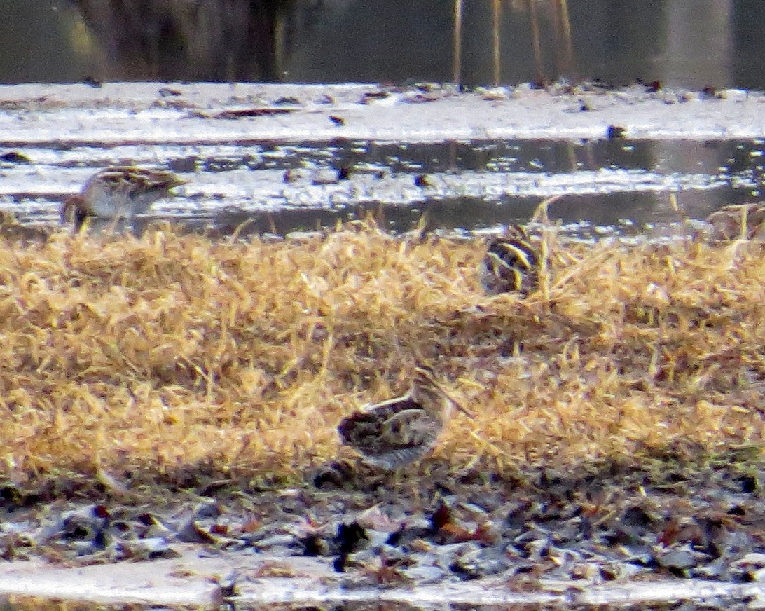 Wilson's Snipe - ML645854139