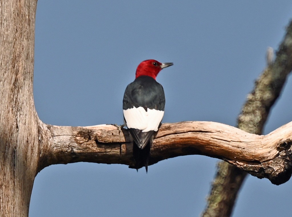 Red-headed Woodpecker - ML645854140