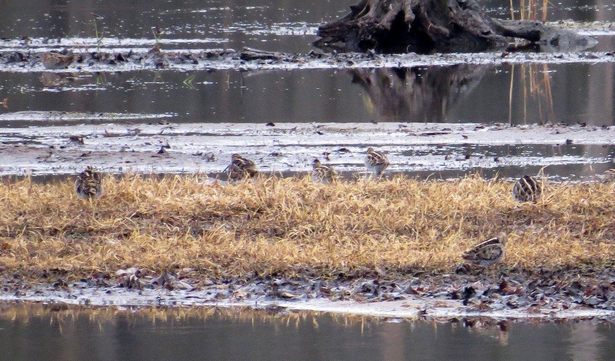 Wilson's Snipe - ML645854155