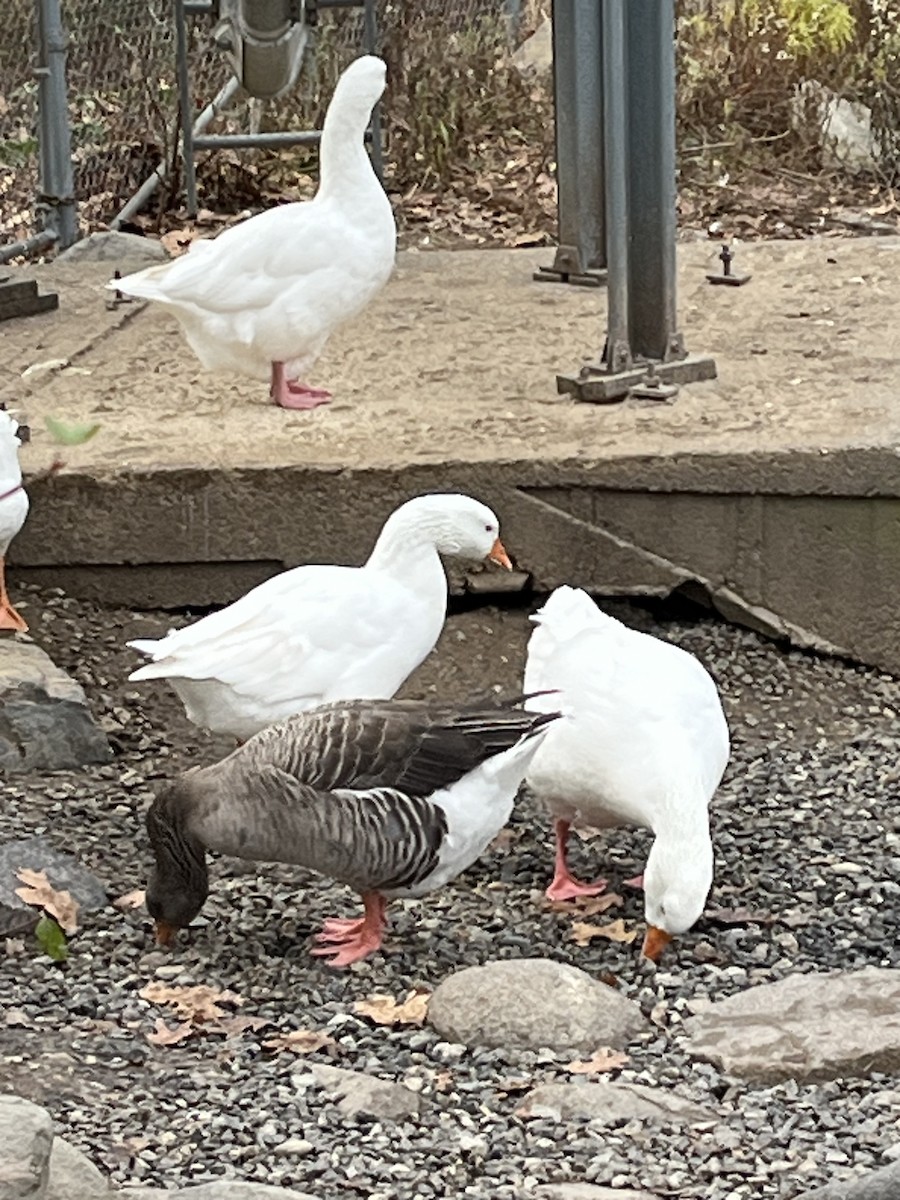 Ánsar sp. (variedad doméstica) - ML645854156