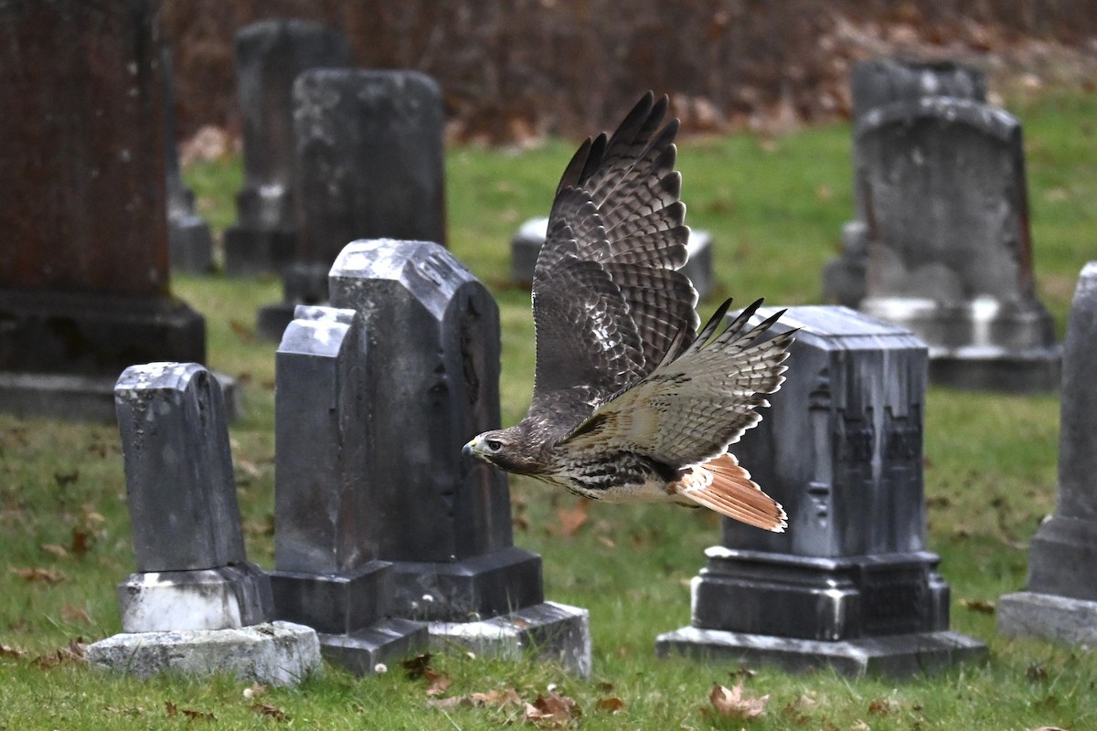 Busardo Colirrojo - ML645854158