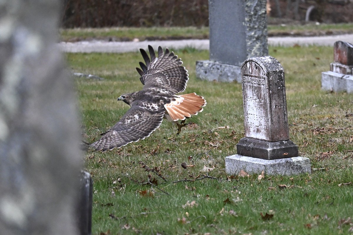 Busardo Colirrojo - ML645854159