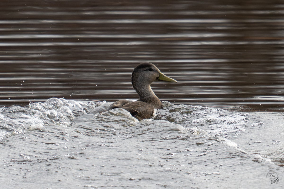 rødfotand - ML645854160