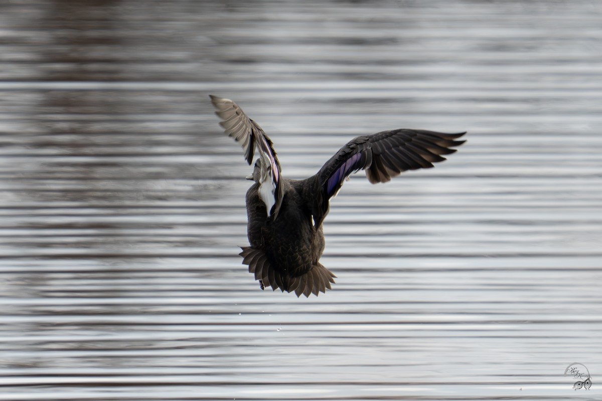 rødfotand - ML645854161