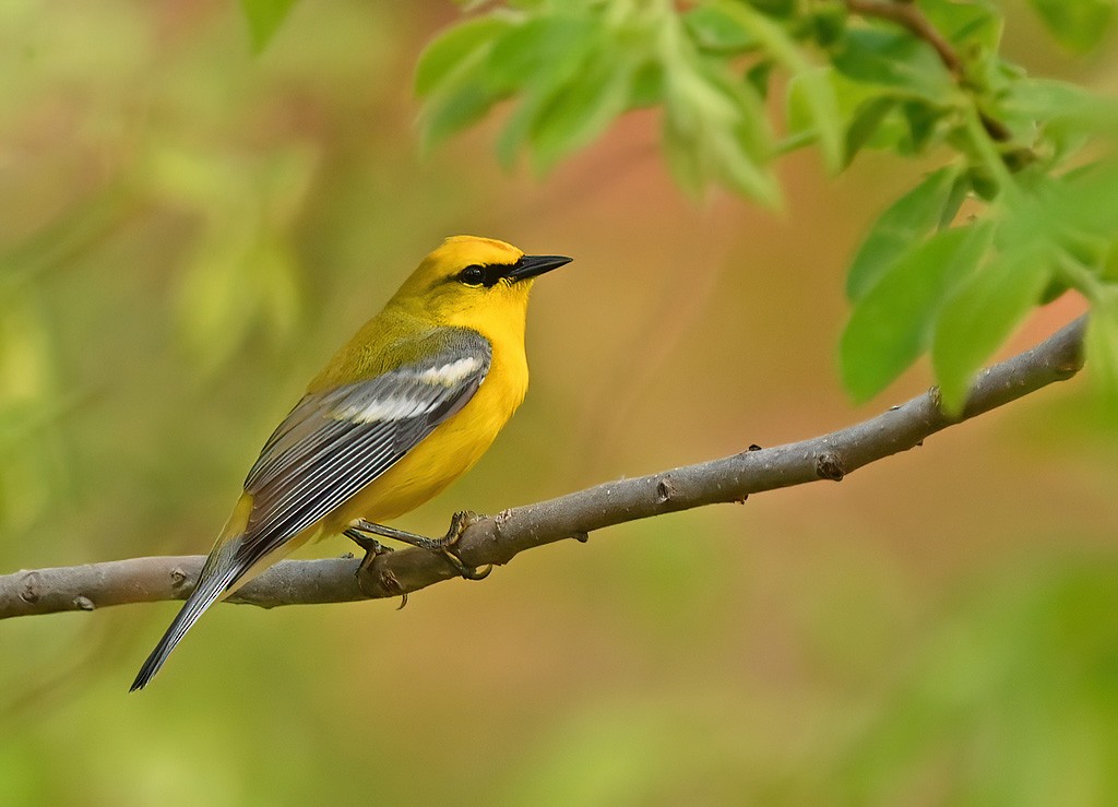 Blue-winged Warbler - ML645854162