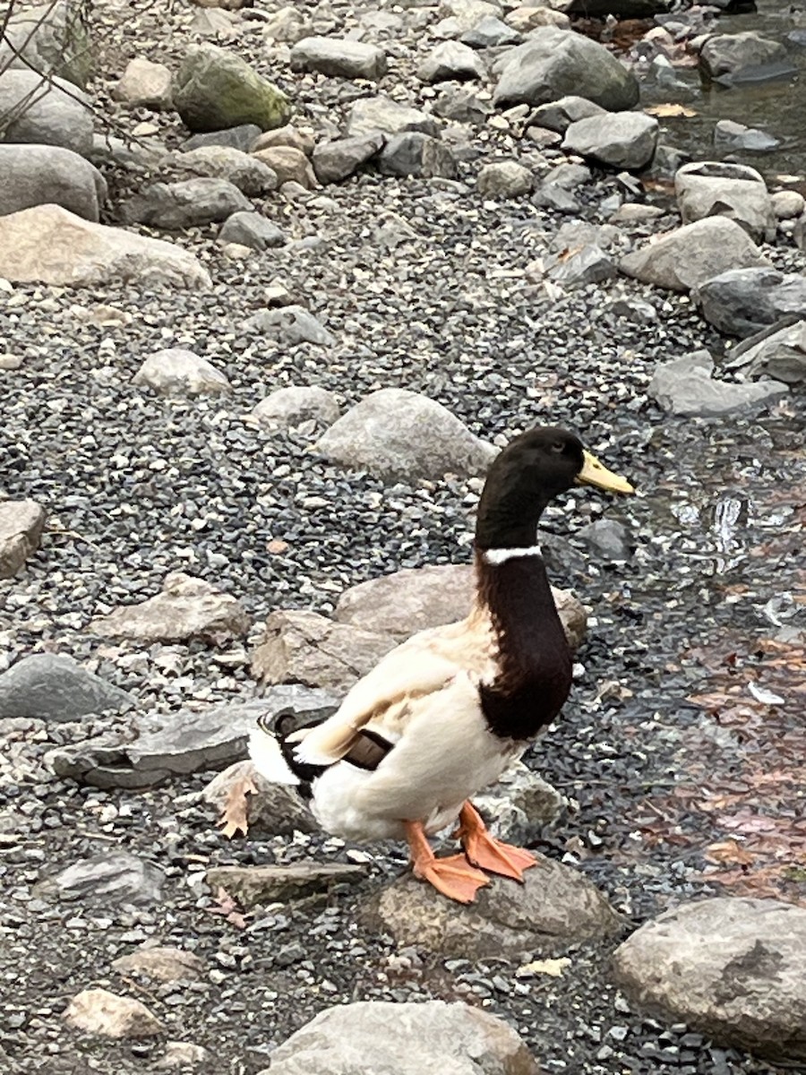 Ánade Azulón (variedad doméstica) - ML645854167