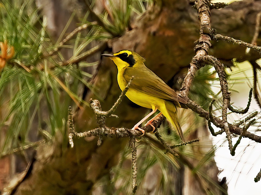 Reinita de Kentucky - ML645854172