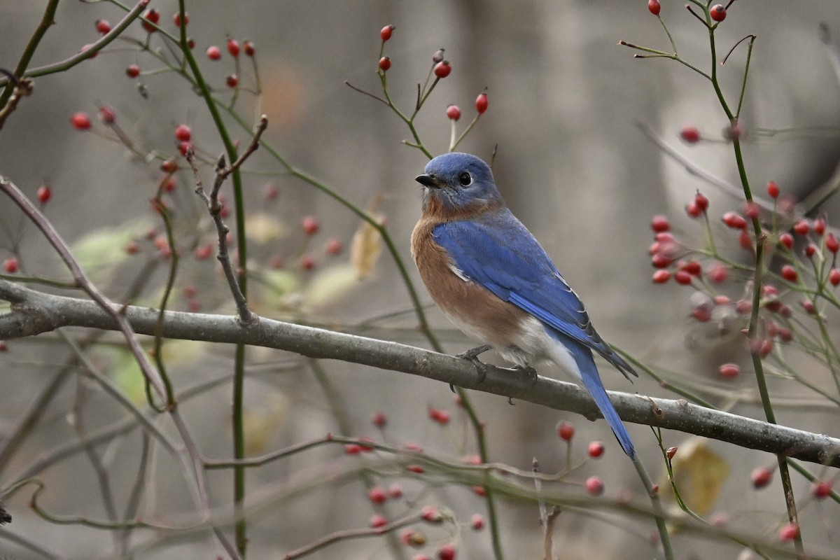 Azulejo Oriental - ML645854174