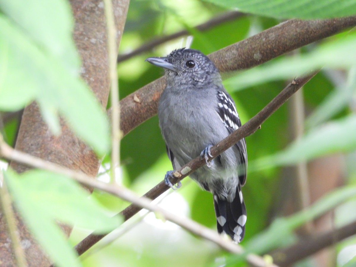Black-crowned Antshrike - ML645854182