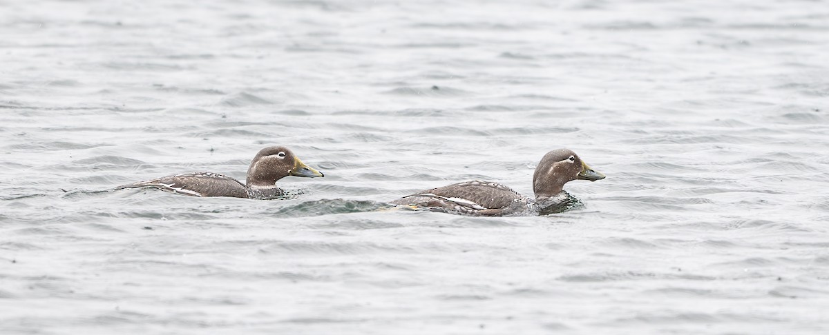 Flying Steamer-Duck - ML645854184