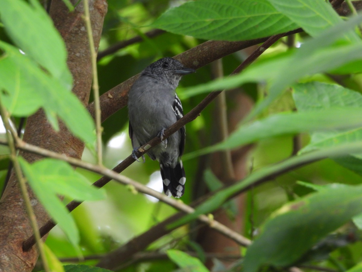 Black-crowned Antshrike - ML645854188