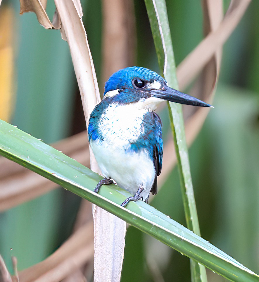 ヒメミツユビカワセミ - ML645854190