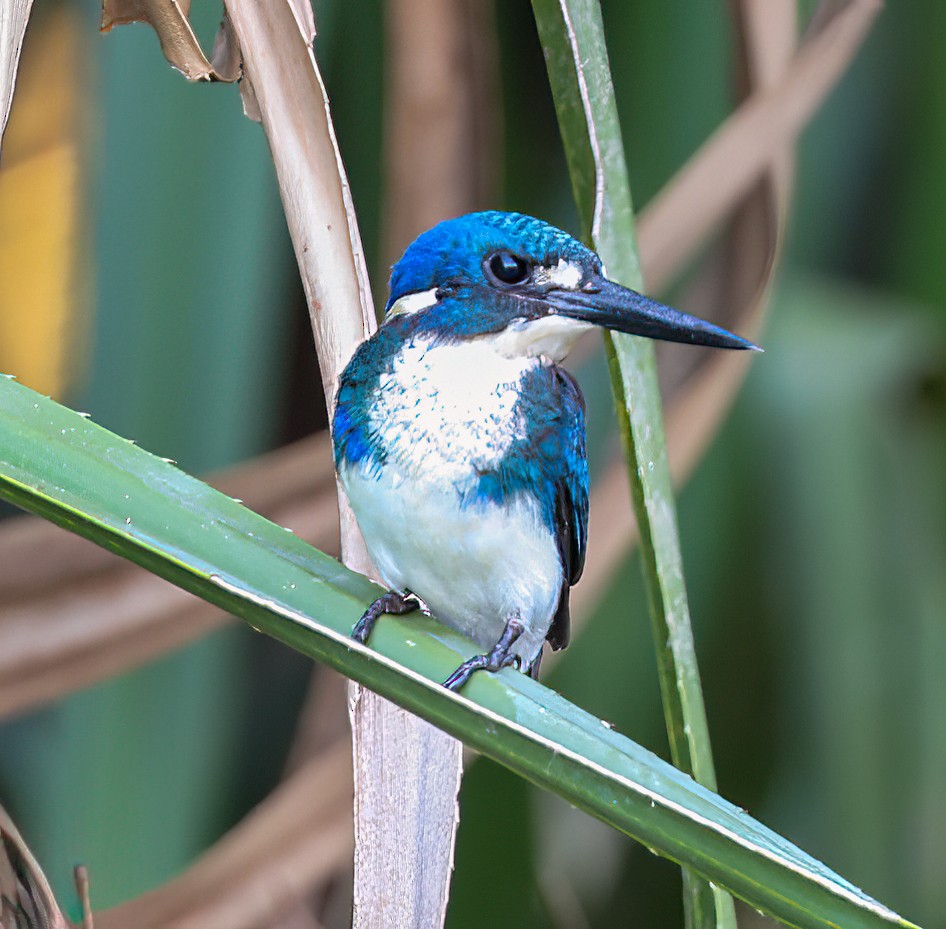 ヒメミツユビカワセミ - ML645854191