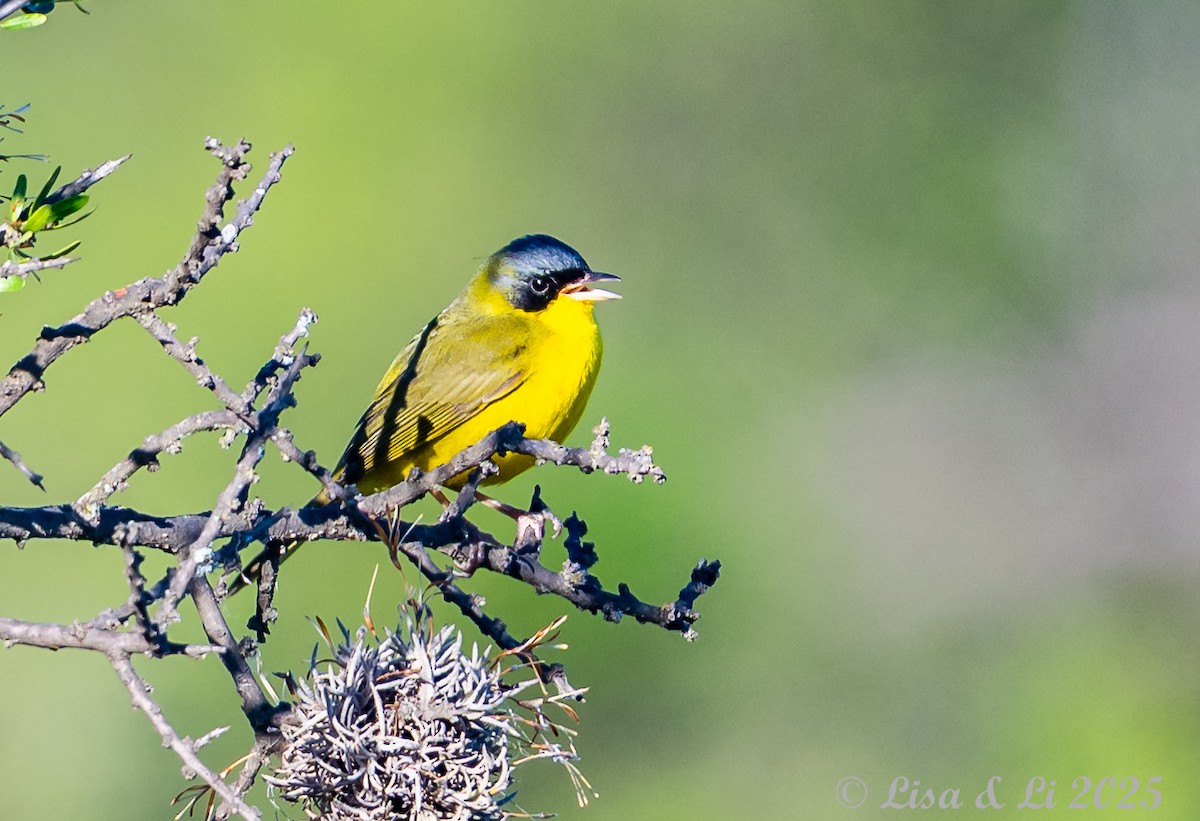 Southern Yellowthroat - ML645854192