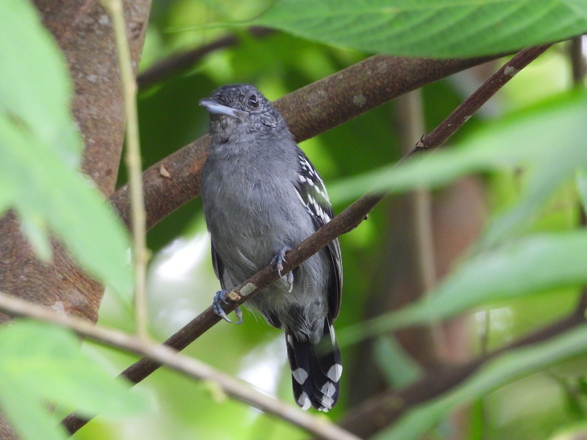 Black-crowned Antshrike - ML645854195