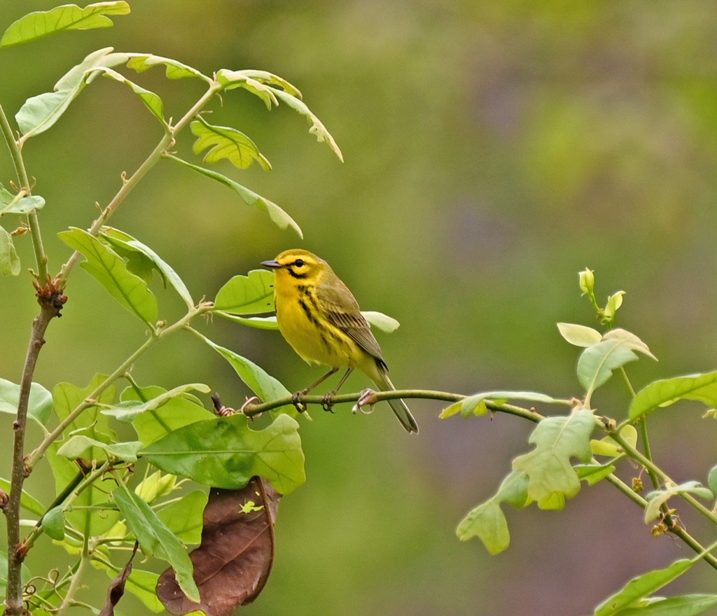 Prairie Warbler - ML645854196